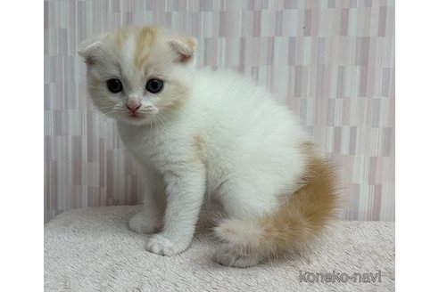 成約済の千葉県のスコティッシュフォールド(折れ耳)-93836の3枚目