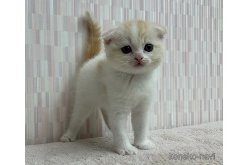 成約済の千葉県のスコティッシュフォールド(折れ耳)-93836の2枚目