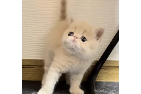 成約済の千葉県のエキゾチックショートヘア-93845の3枚目