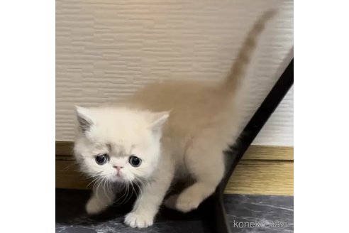 成約済の千葉県のエキゾチックショートヘア-93845の4枚目