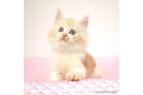 成約済の福岡県のメインクーン-93848の9枚目