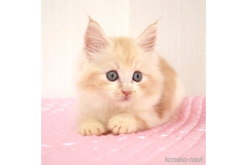 成約済の福岡県のメインクーン-93848の8枚目