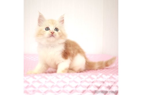 成約済の福岡県のメインクーン-93848の3枚目