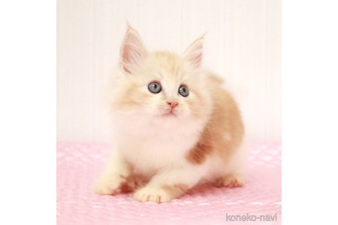 成約済の福岡県のメインクーン-93848