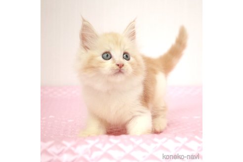 成約済の福岡県のメインクーン-93848の7枚目