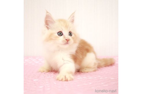 成約済の福岡県のメインクーン-93848の6枚目