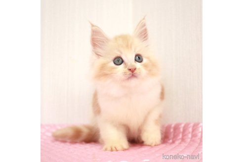 成約済の福岡県のメインクーン-93848の5枚目