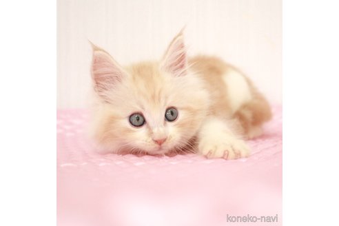 成約済の福岡県のメインクーン-93848の4枚目