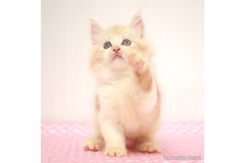 成約済の福岡県のメインクーン-93848の2枚目