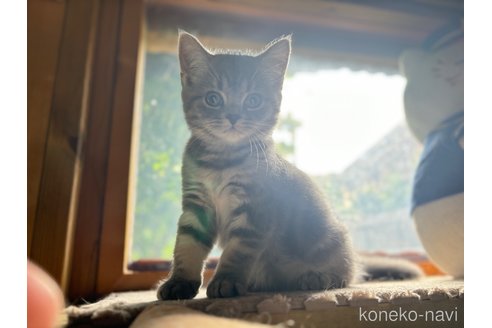 成約済の千葉県のスコティッシュフォールド-90150の2枚目