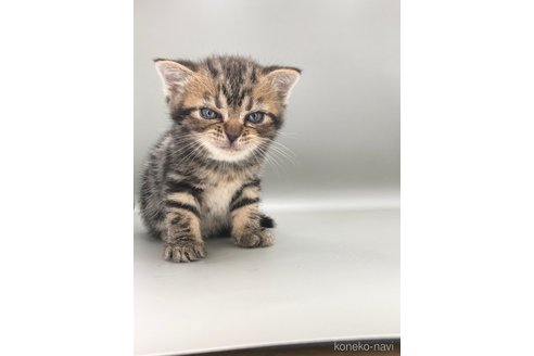 成約済の三重県のアメリカンショートヘア-93892の4枚目