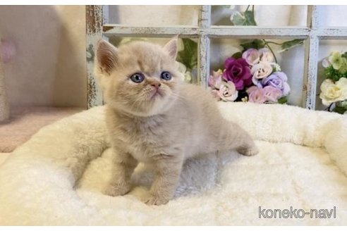 成約済の大阪府のエキゾチックショートヘア-93905の4枚目