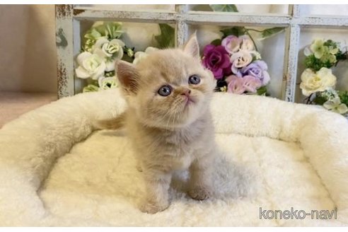 成約済の大阪府のエキゾチックショートヘア-93905の3枚目