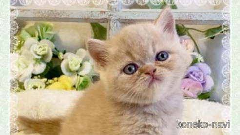 成約済の大阪府のエキゾチックショートヘア-93905の1枚目