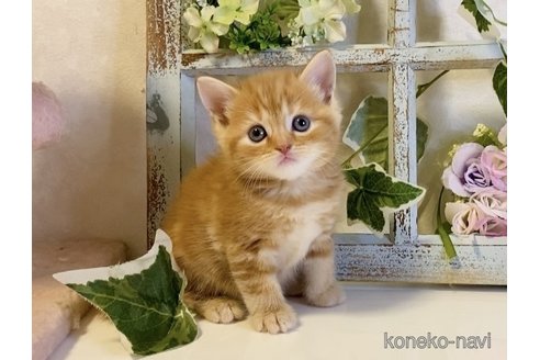 成約済の大阪府のスコティッシュフォールド-93908の5枚目