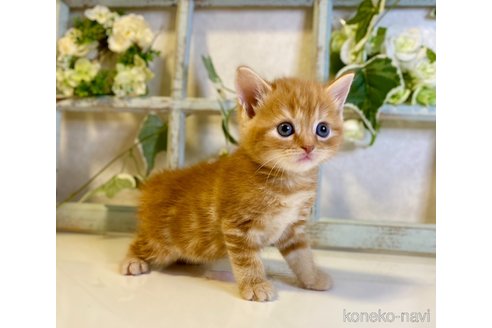 成約済の大阪府のスコティッシュフォールド-93908の3枚目