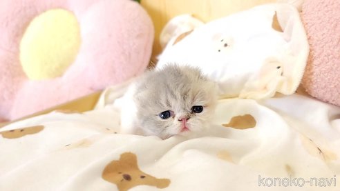 成約済の長野県のエキゾチックショートヘア-93911の2枚目