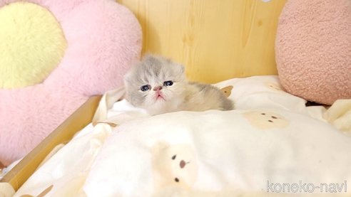 成約済の長野県のエキゾチックショートヘア-93911の1枚目