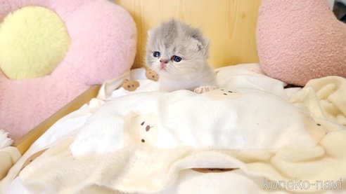 成約済の長野県のエキゾチックショートヘア-93911の4枚目