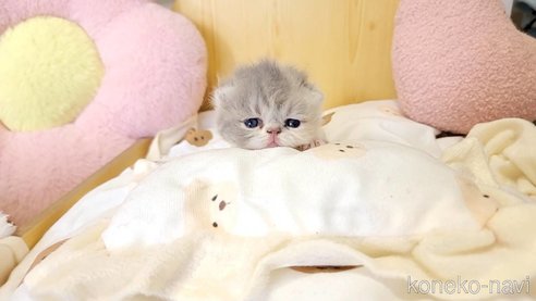 成約済の長野県のエキゾチックショートヘア-93911の3枚目