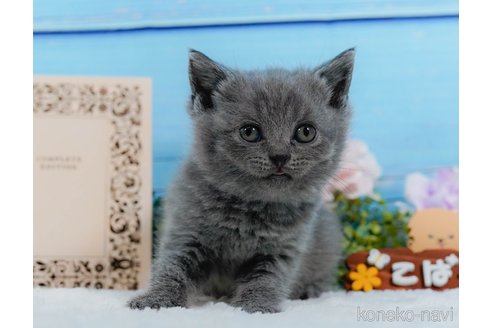 成約済ののブリティッシュショートヘア-93935