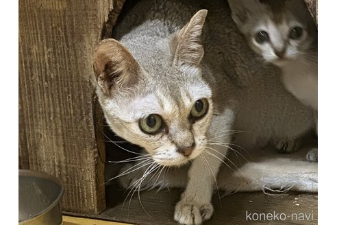 ののシンガプーラ-