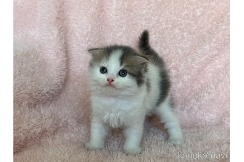 成約済の三重県のスコティッシュフォールド(折れ耳)-93951の3枚目