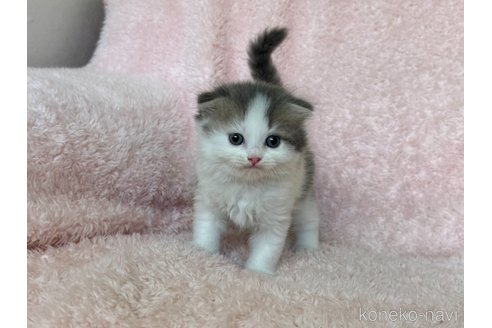 成約済の三重県のスコティッシュフォールド(折れ耳)-93951の1枚目