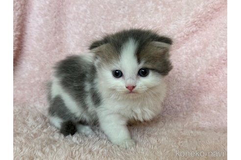 成約済の三重県のスコティッシュフォールド(折れ耳)-93951の4枚目