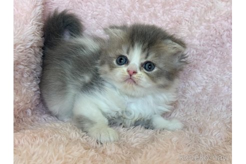 成約済の三重県のスコティッシュフォールド(折れ耳)-93953の3枚目