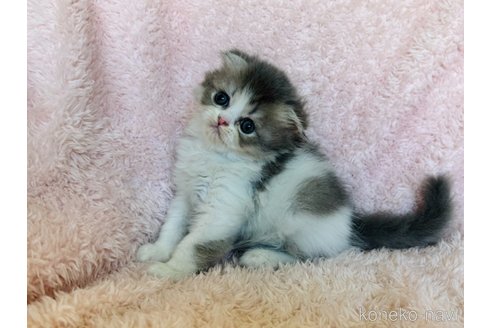 成約済の三重県のスコティッシュフォールド(折れ耳)-93953の4枚目