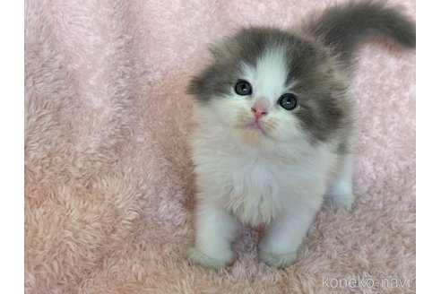 成約済の三重県のスコティッシュフォールド(折れ耳)-93954の4枚目