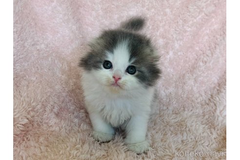 成約済の三重県のスコティッシュフォールド(折れ耳)-93954の5枚目