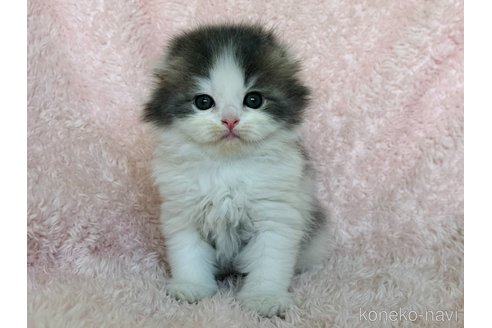 成約済の三重県のスコティッシュフォールド(折れ耳)-93954の1枚目