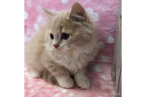 成約済の愛知県のスコティッシュフォールド-93061の4枚目