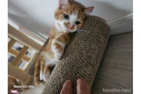 成約済の福岡県のマンチカン(短足)-93964の24枚目