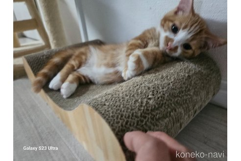 成約済の福岡県のマンチカン(短足)-93964の26枚目
