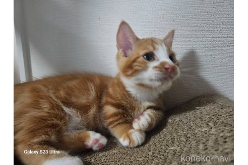 成約済の福岡県のマンチカン(短足)-93964の19枚目