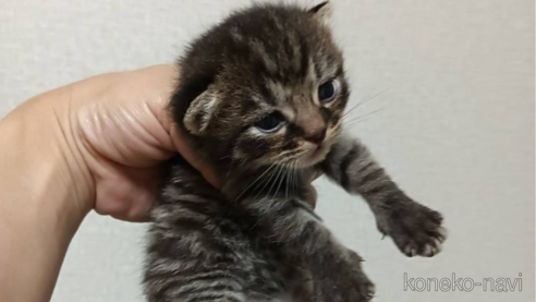 成約済の山口県のアメリカンショートヘア-93970の1枚目