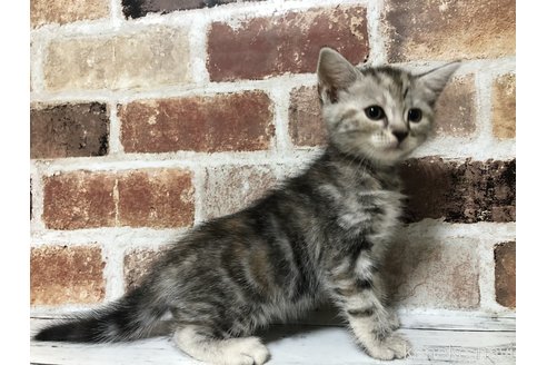 成約済の千葉県のスコティッシュフォールド-92952の1枚目