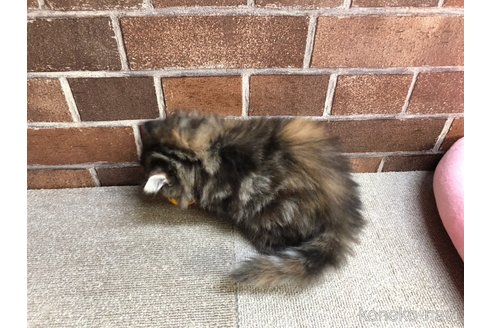 成約済の東京都のミヌエット-93977の3枚目