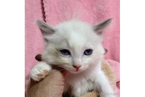 成約済の千葉県のラグドール-93980の5枚目
