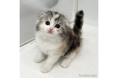 成約済の愛知県のスコティッシュフォールド(折れ耳)-93985の3枚目