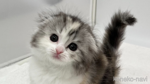 成約済の愛知県のスコティッシュフォールド(折れ耳)-93985の1枚目