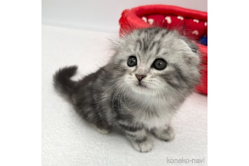 成約済の愛知県のスコティッシュフォールド(折れ耳)-93989の2枚目