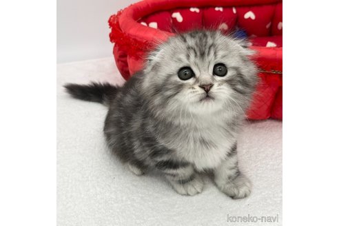 成約済の愛知県のスコティッシュフォールド(折れ耳)-93989の3枚目