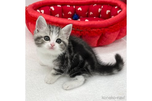 成約済の愛知県のスコティッシュフォールド-93990の2枚目