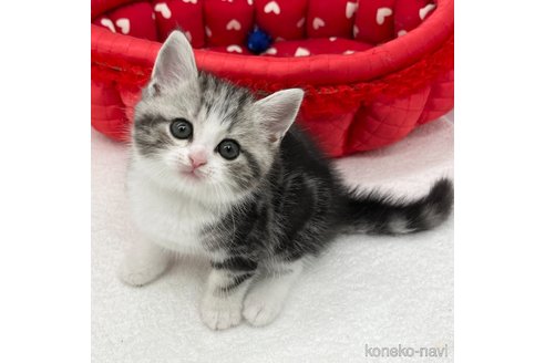 成約済の愛知県のスコティッシュフォールド-93990の3枚目