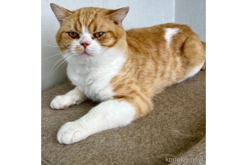 販売中の千葉県のスコティッシュストレート-77271の8枚目