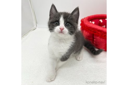 成約済の愛知県のスコティッシュフォールド-93991の4枚目